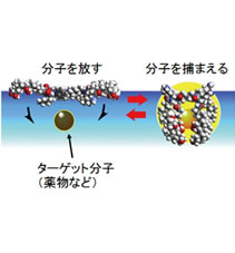 有賀研究室　研究紹介